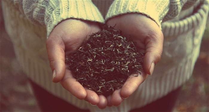 Wholesale tea supplier Darjeeling