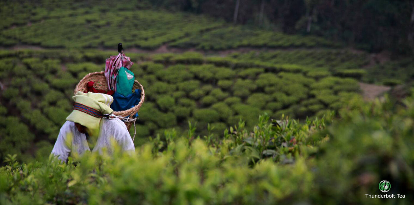 Darjeeling First Flush Tea