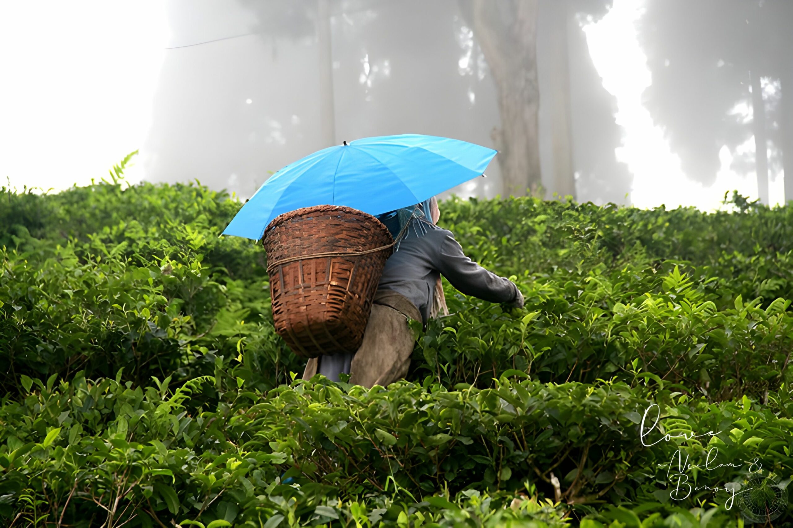 Darjeeling Second Flush Tea 2025