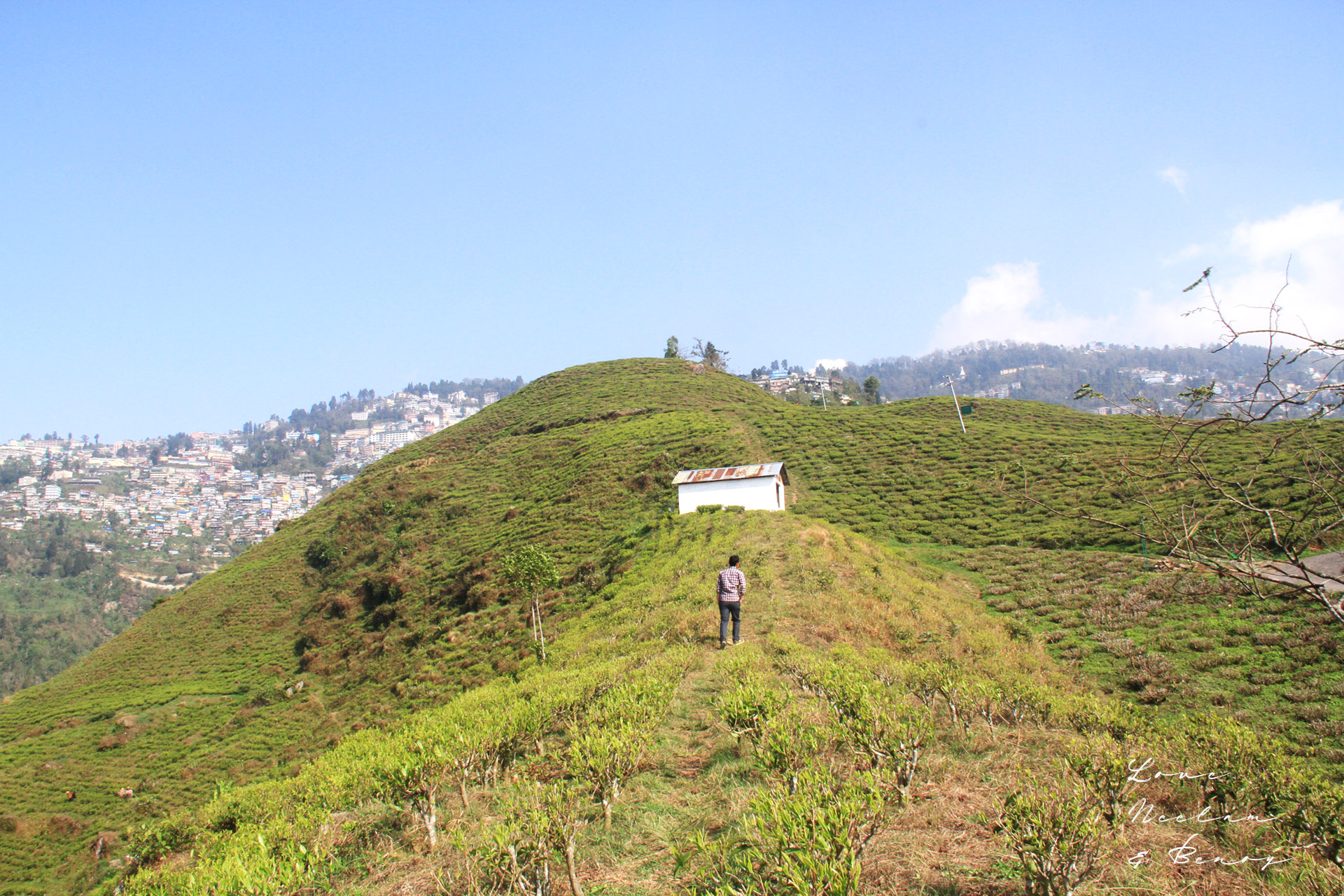 Darjeeling second Flush Teas 2025