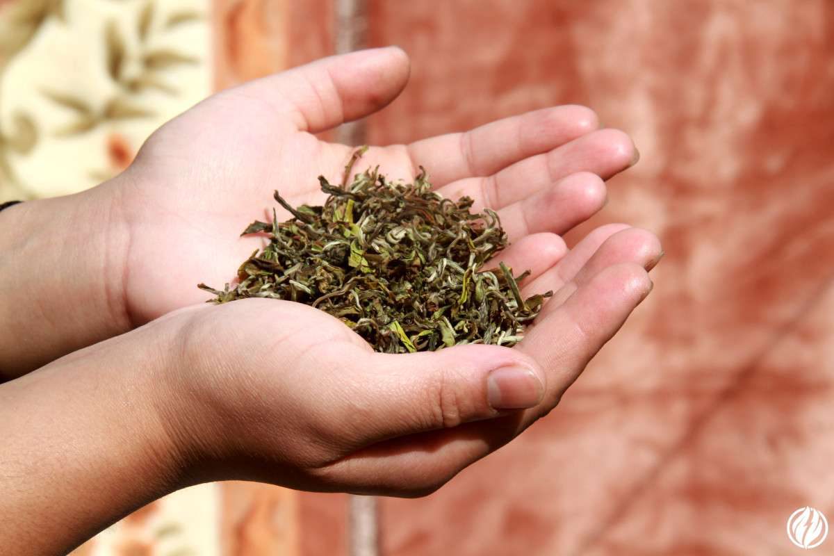 right tea for brewing