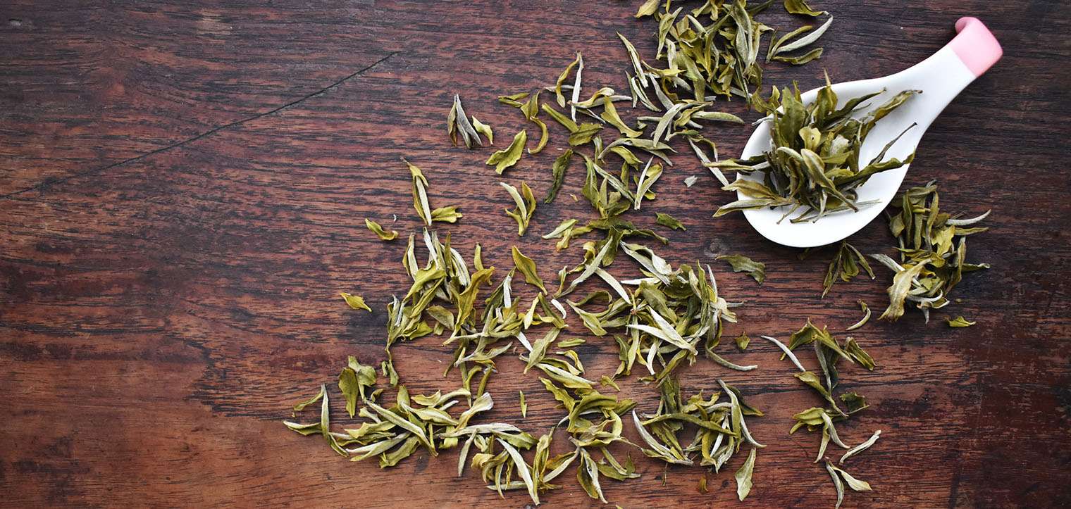 Darjeeling White Tea, Organic White tea full of antioxidants with benefits