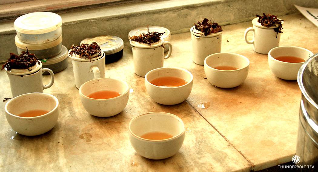 Tea Tasting in tea gardens