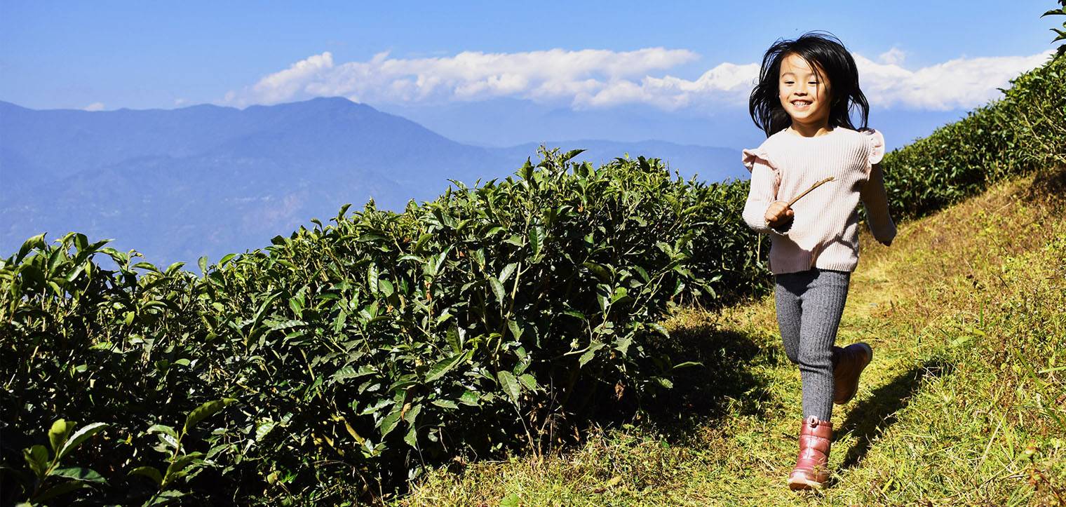 Best Darjeeling Tea Brand and Tea Company