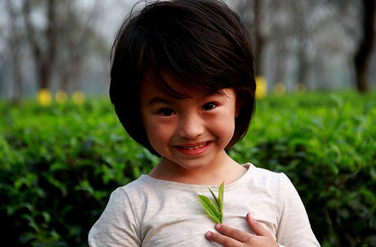 darjeeling tea company