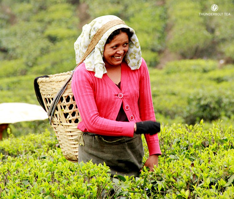 Fair trade tea business