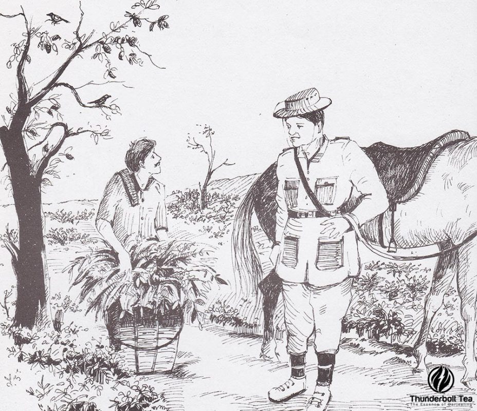 Rajah Banerjee Makaibari Tea Estate Darjeeling