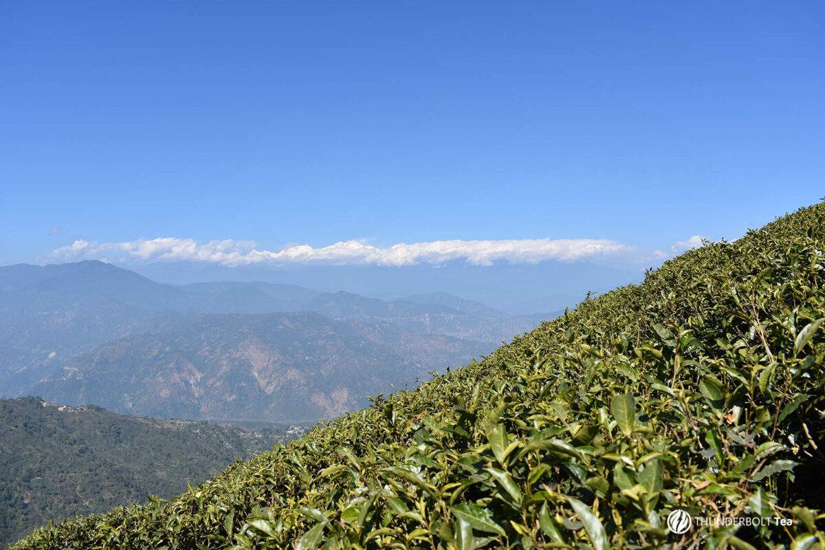 darjeeling tea and terroir