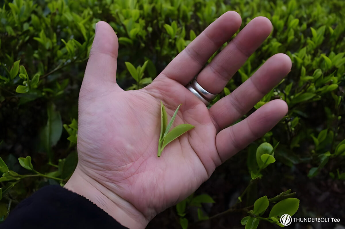 Darjeeling First Flush 2025 tea leaves sprouting in spring